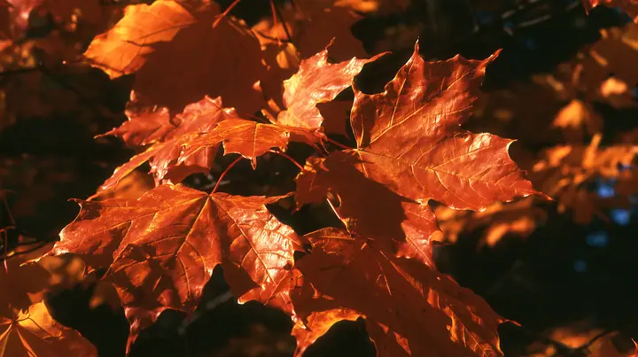 Y2K high fashion editorial photograph, 2001: a luxury fashion campaign close-up of glowing orange autumn maple leaves backlit by low sun, medium-format slide film, no text, no letters, no logos